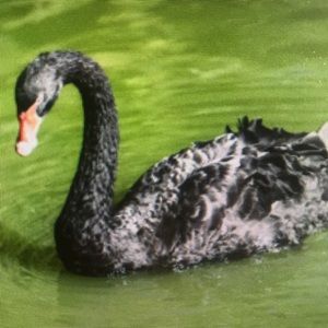 Meet your Posher, Angelica